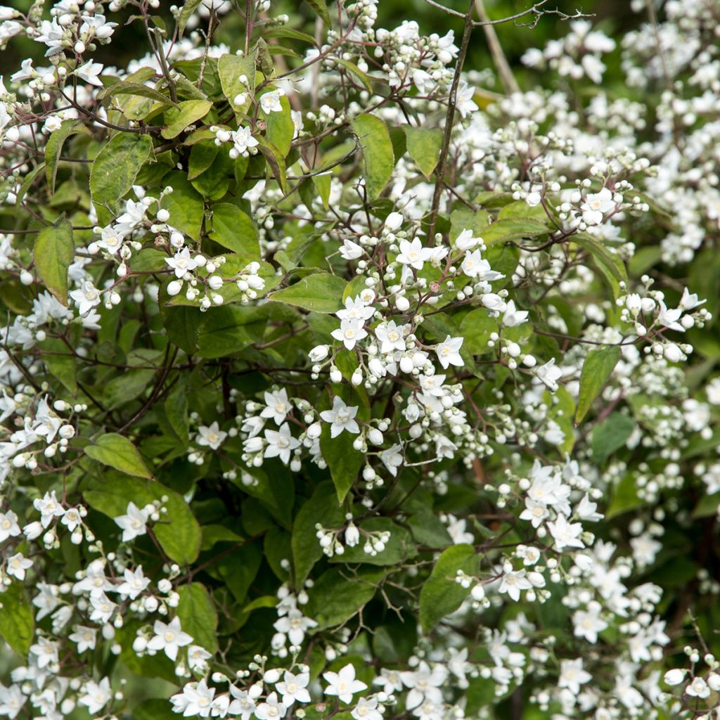 Deutzia setchuenensis Corymbiflora