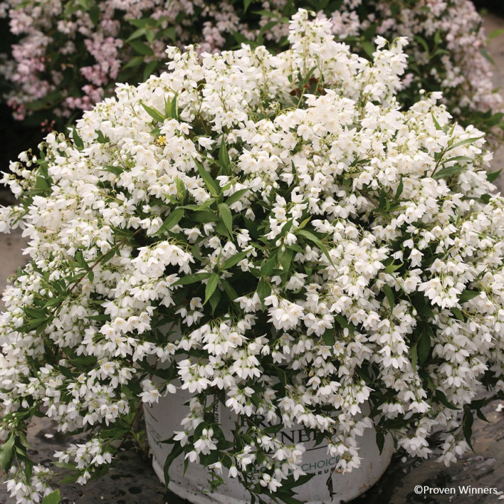Deutzia Yuki Snowflake - Deutzie