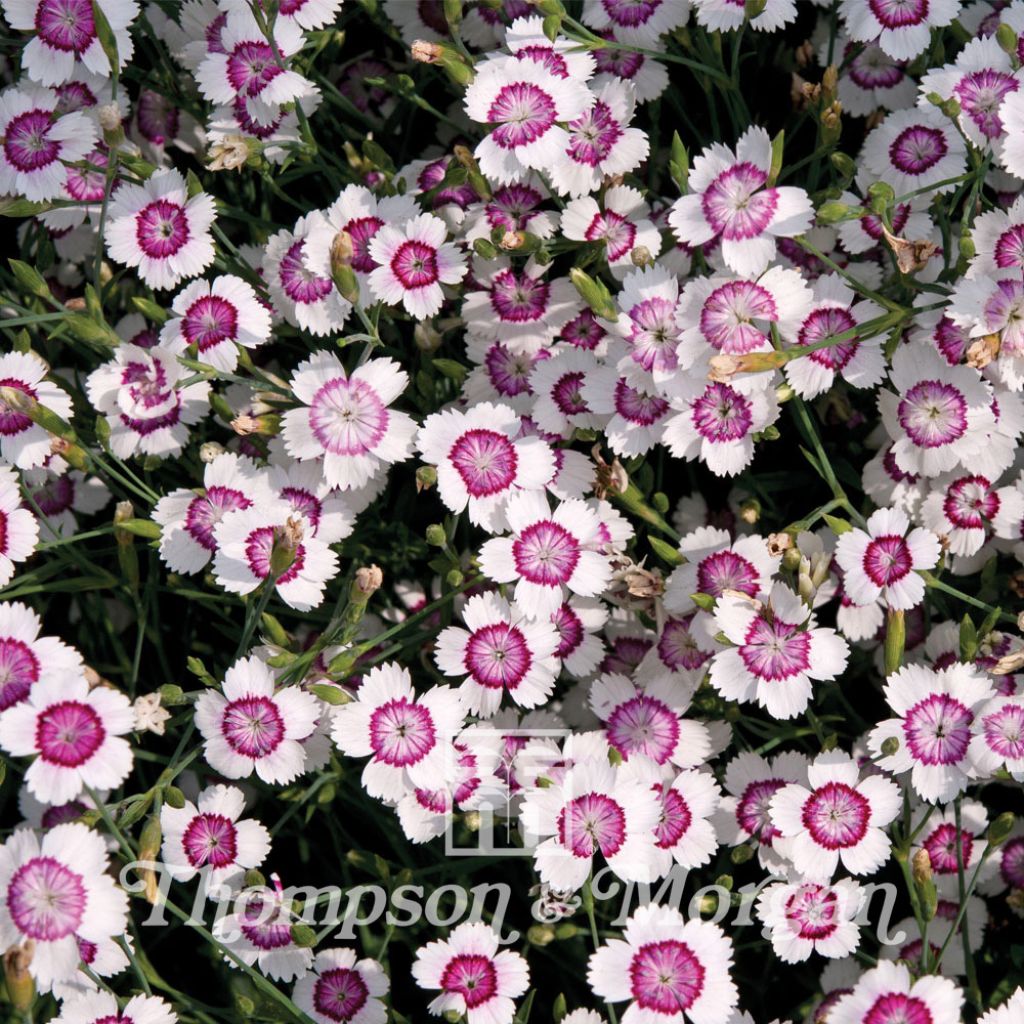 Dianthus Deltoides Arctic Fire