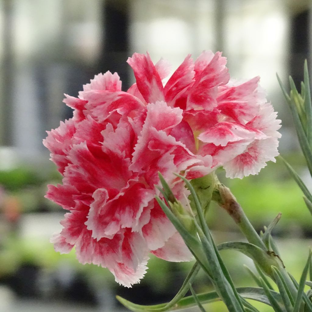 Dianthus Scent First Coral Reef - Œillet mignardise