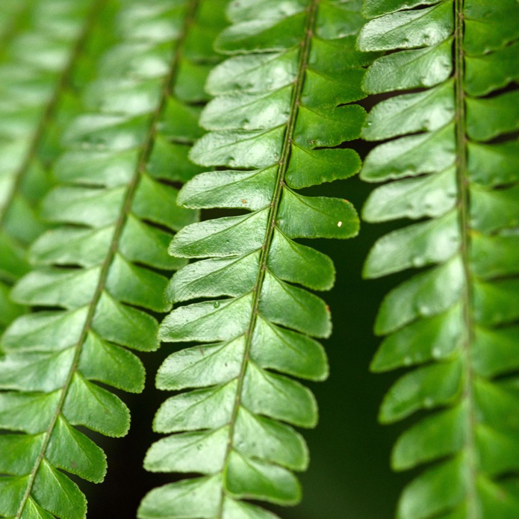 Didymochlaena truncatula - Fougère arborescente à frondes tronquées