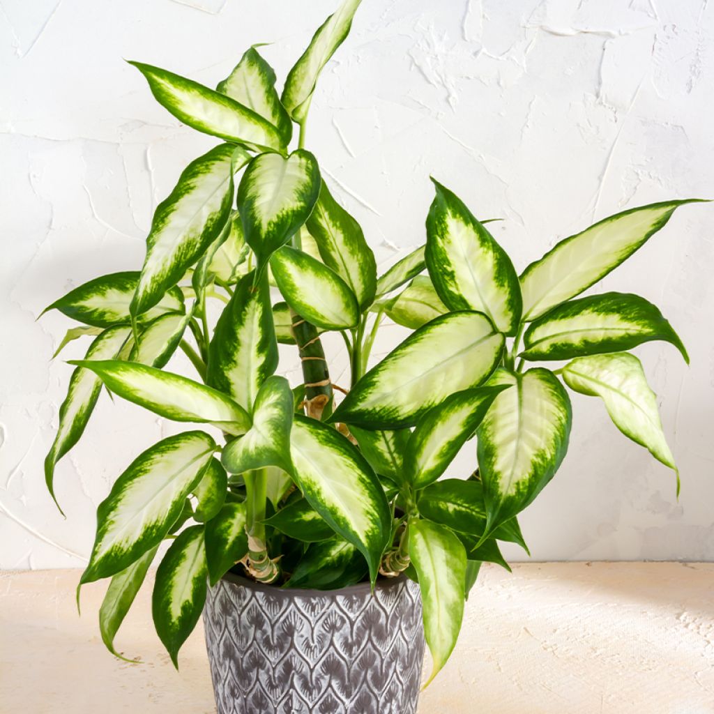 Dieffenbachia seguine Camilla