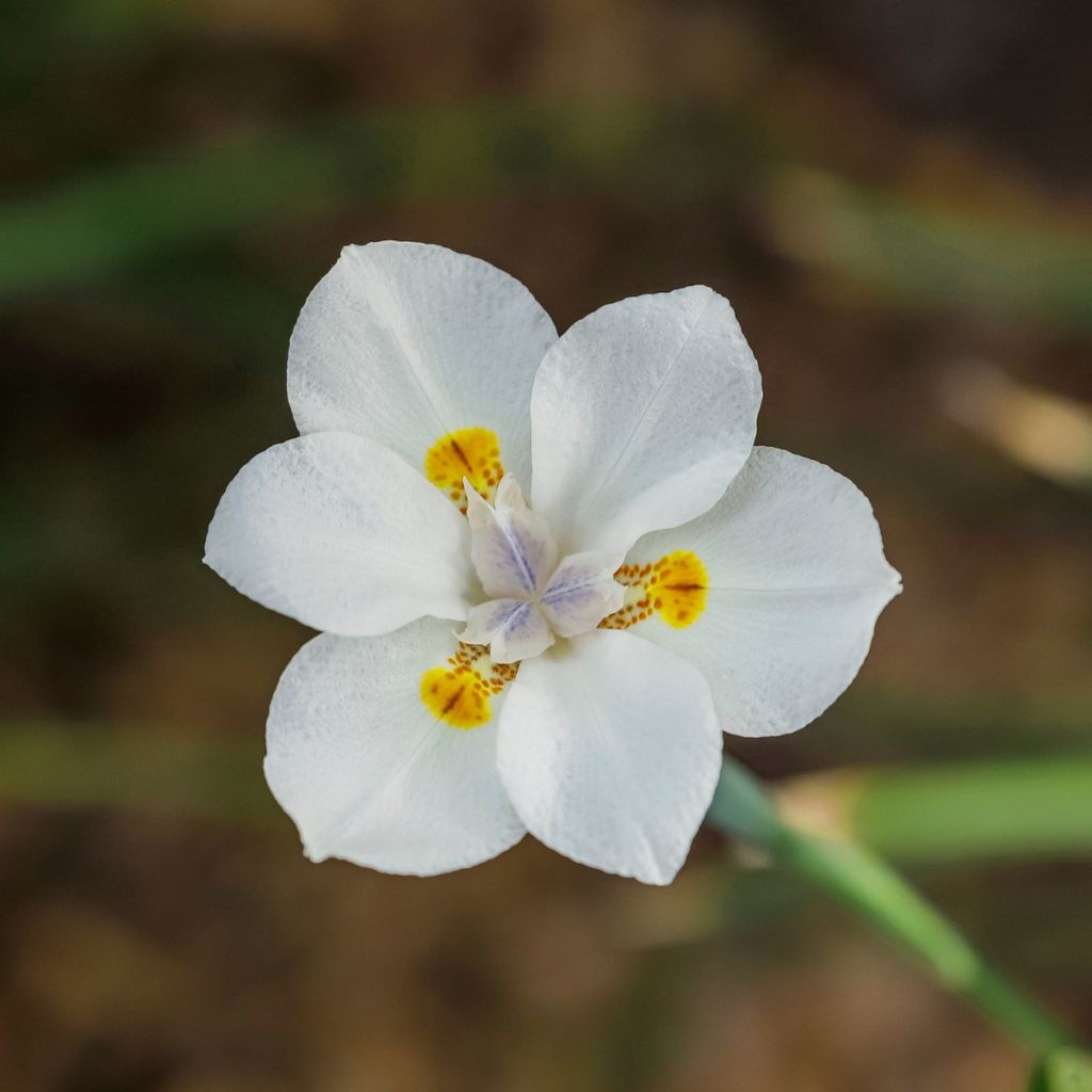 Dietes Lemon Drop