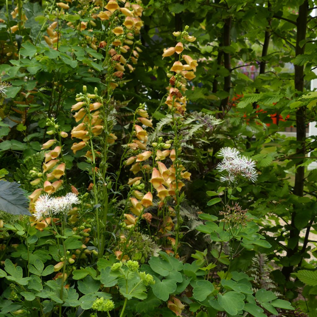 Digitalis híbrida Goldcrest