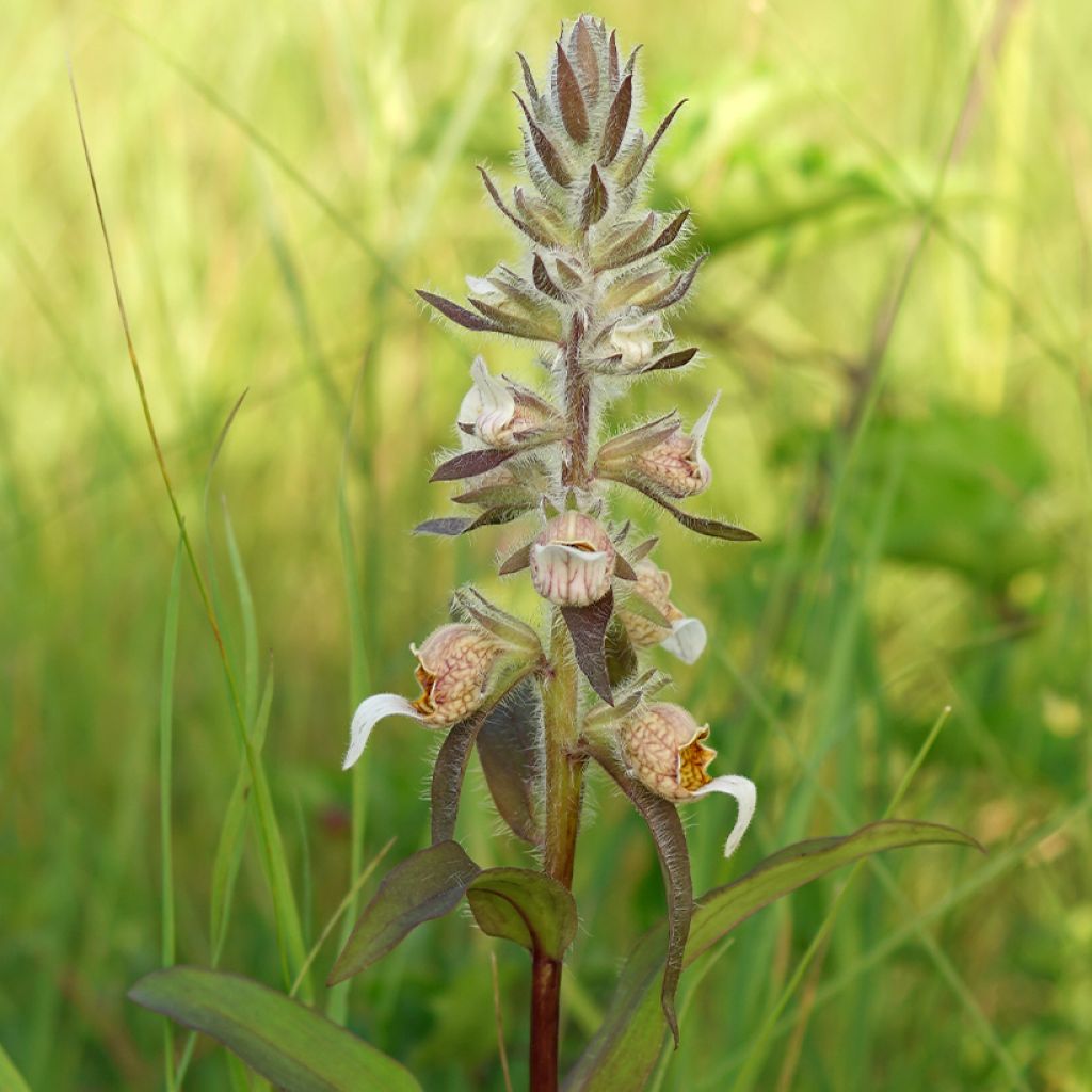 Digitale laineuse bicolore - Digitalis lanata