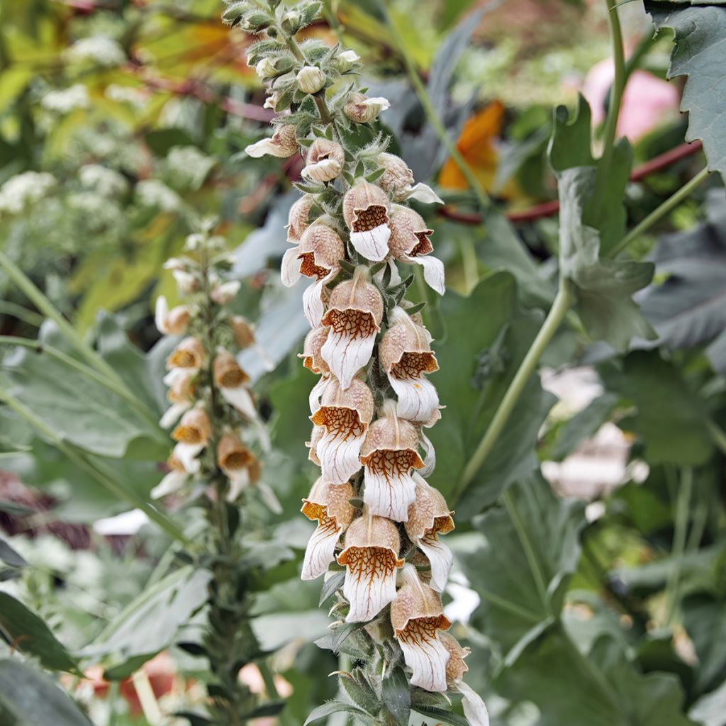 Digitale laineuse bicolore - Digitalis lanata