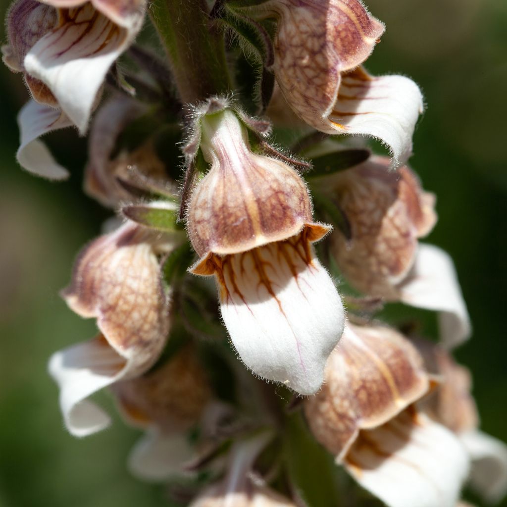 Digitale laineuse bicolore - Digitalis lanata