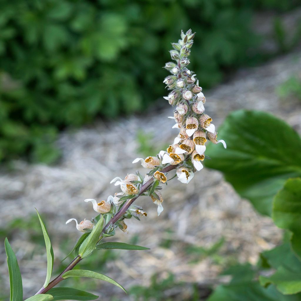 Digitale laineuse bicolore - Digitalis lanata