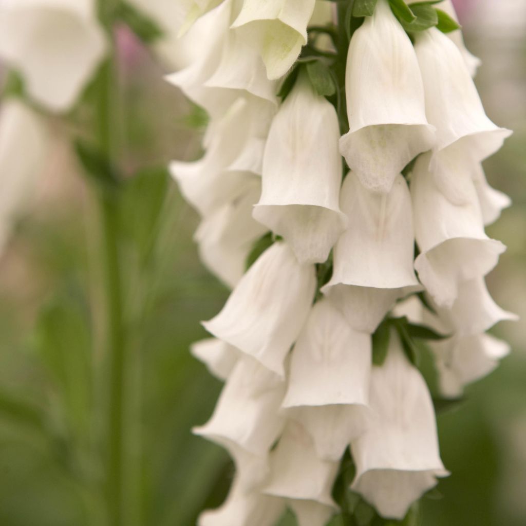 Digitalis purpurea Snow Thimble - Digitale pourpre