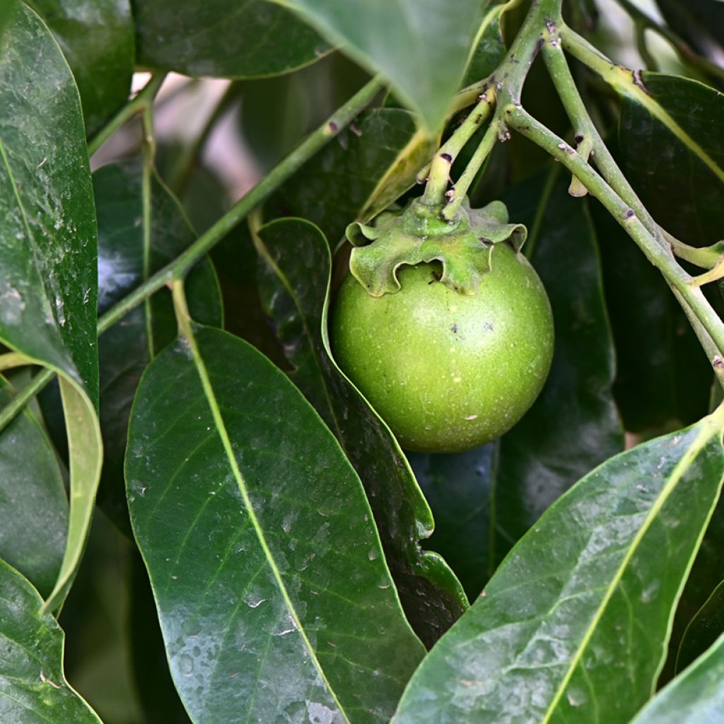Diospyros digyna - Sapotier noir
