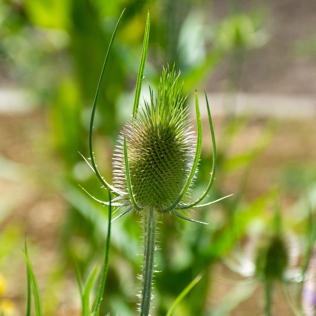 Graines de Cardère sauvage - Dipsacus sylvestris BIO