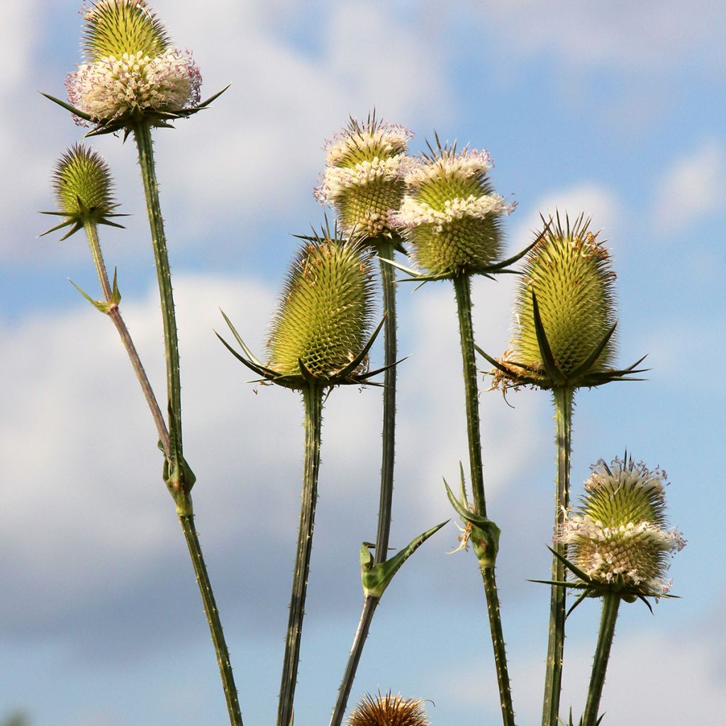 Graines de Cardère sauvage - Dipsacus sylvestris BIO