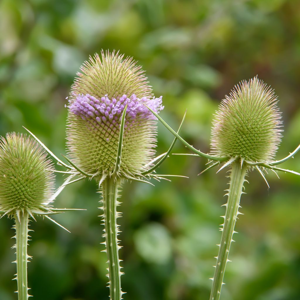 Graines de Cardère sauvage - Dipsacus sylvestris BIO