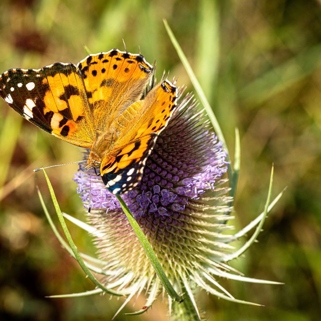 Graines de Cardère sauvage - Dipsacus sylvestris BIO
