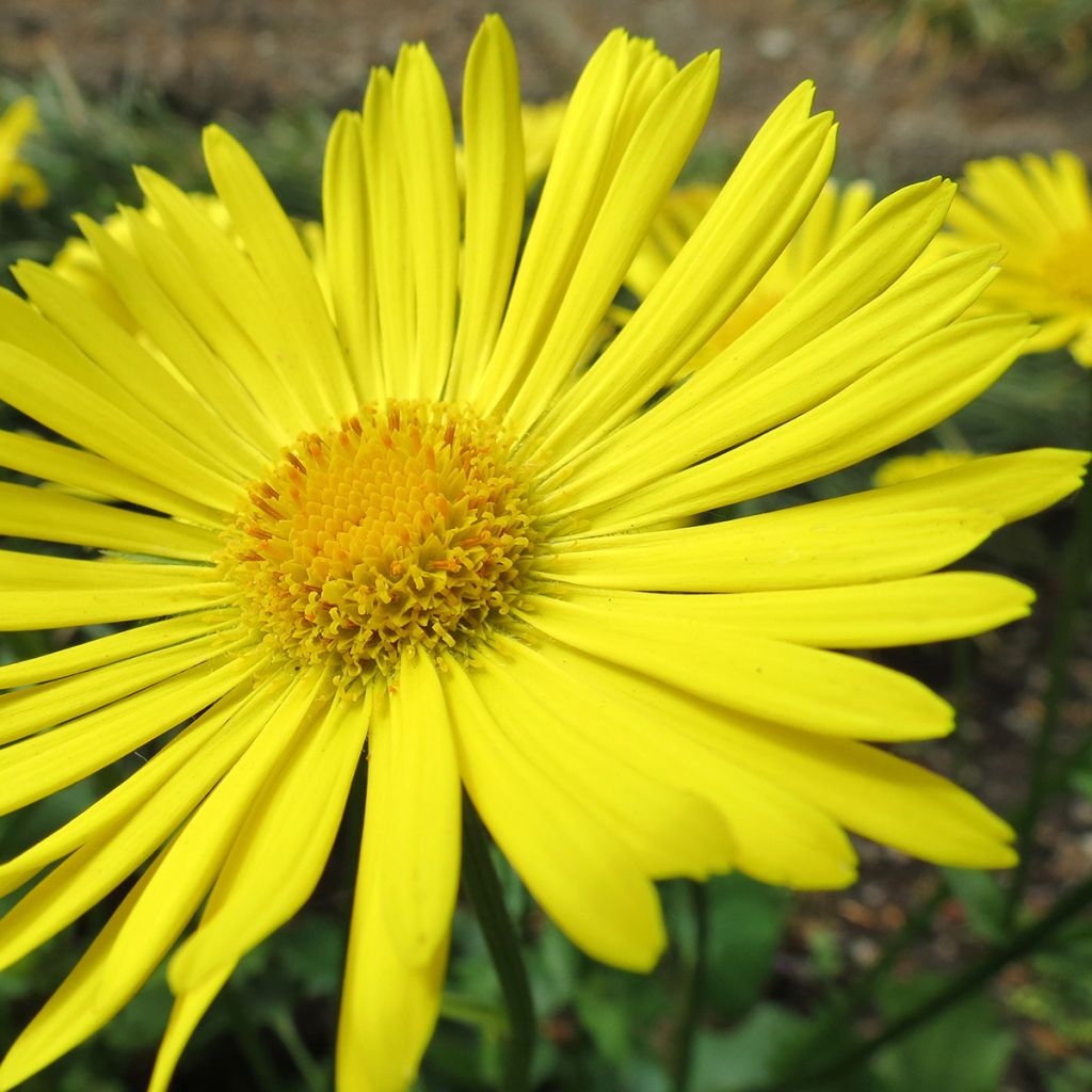 Doronicum orientale Little Leo - Doronic du Caucase