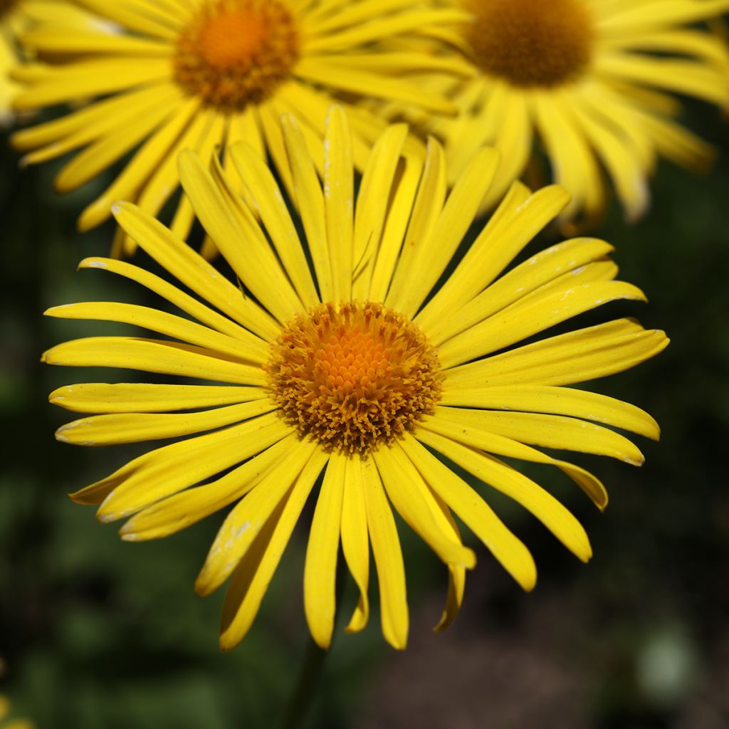 Doronicum orientale Magnificum - Doronic jaune