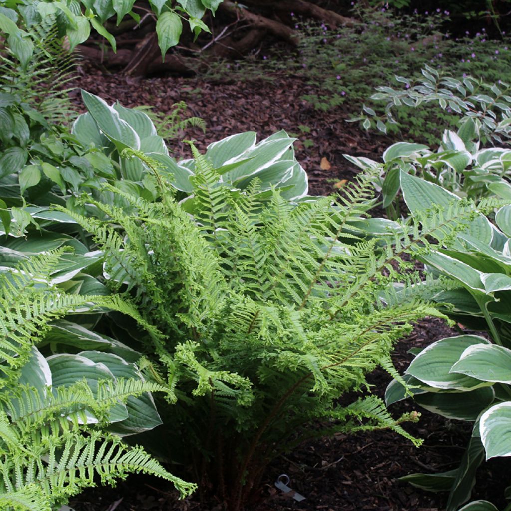 Dryopteris affinis Cristata ou The King - Fausse Fougère mâle