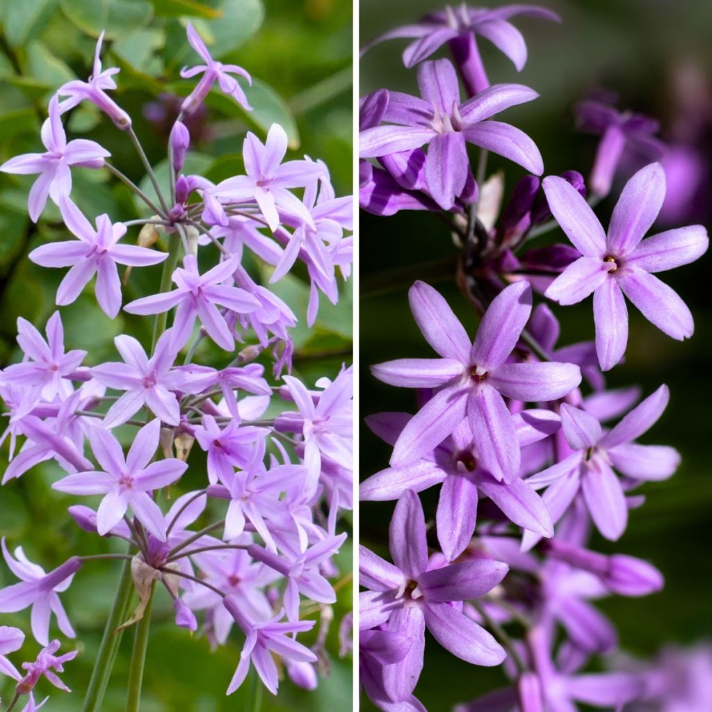 Duo Tulbaghias