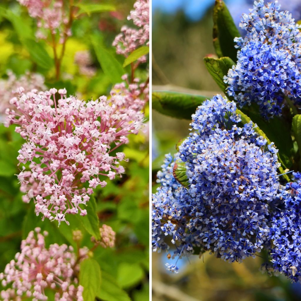 Duo céanothes d'été rustiques rose et bleu