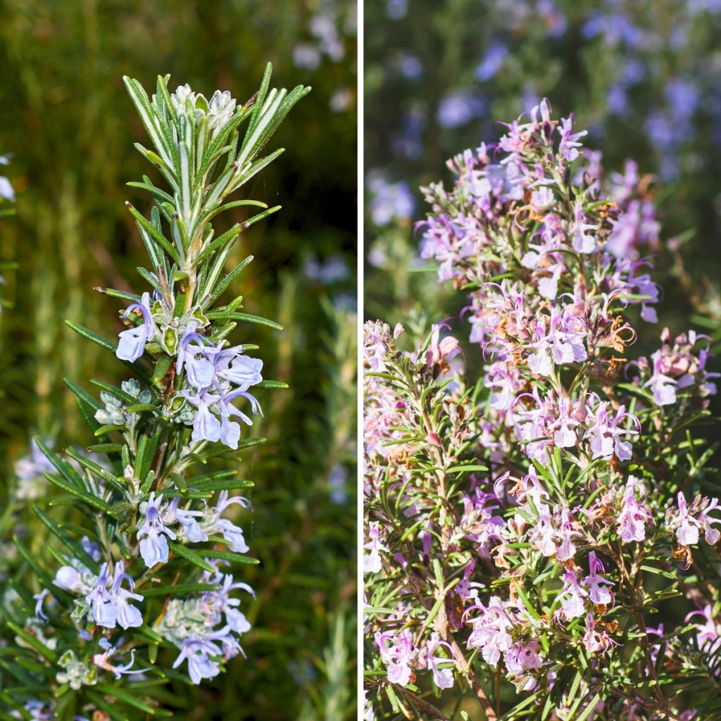 Duo de romarins bleu et rose