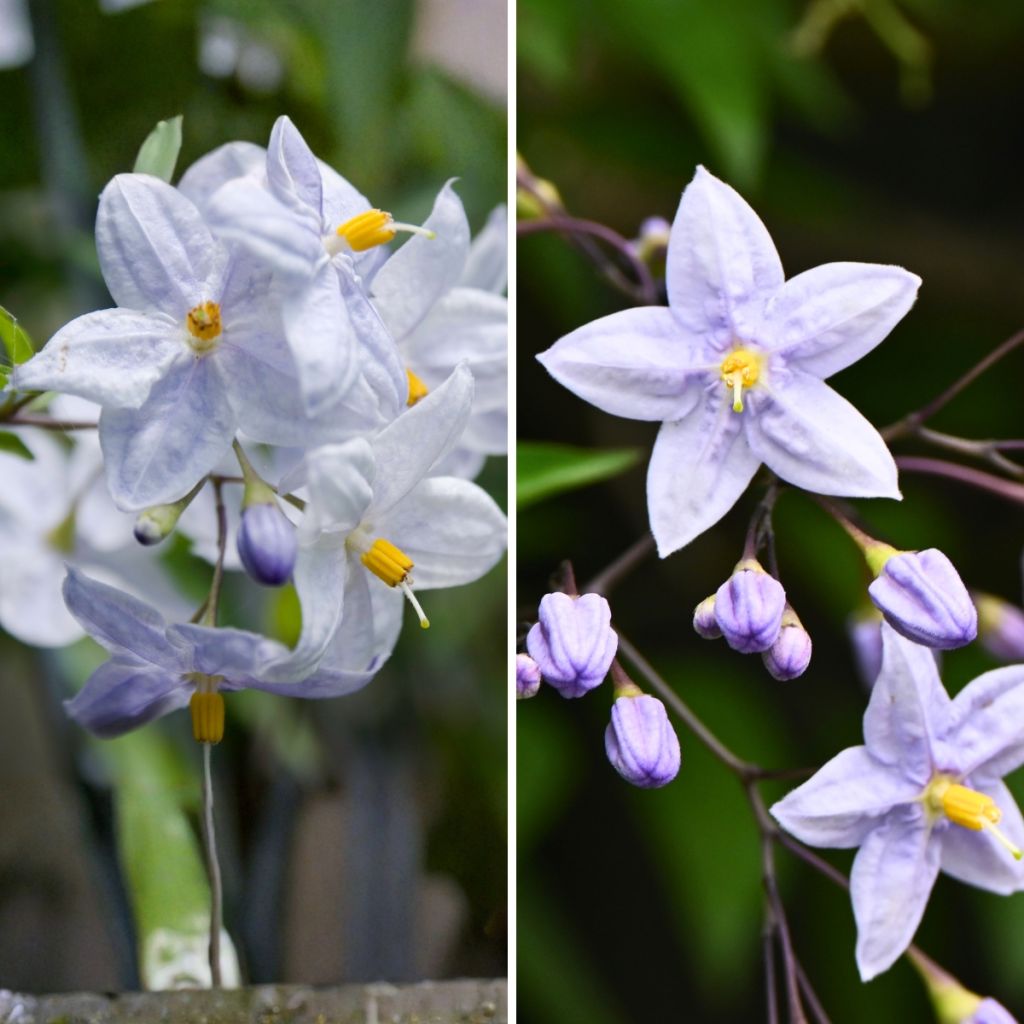 Duo Solanum jasminoides - faux-jasmin