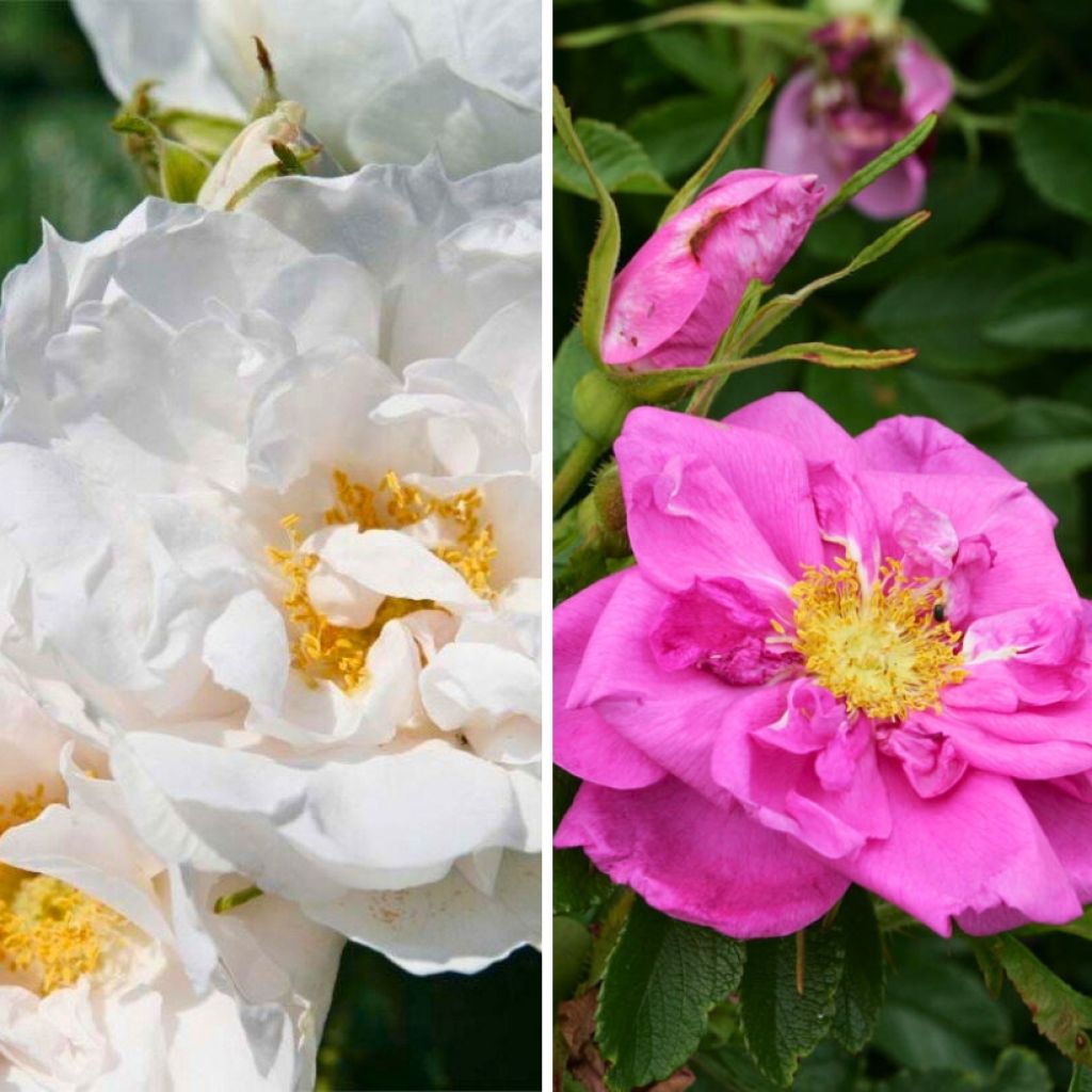 Duo Rosiers pour confiture de cynorhodons