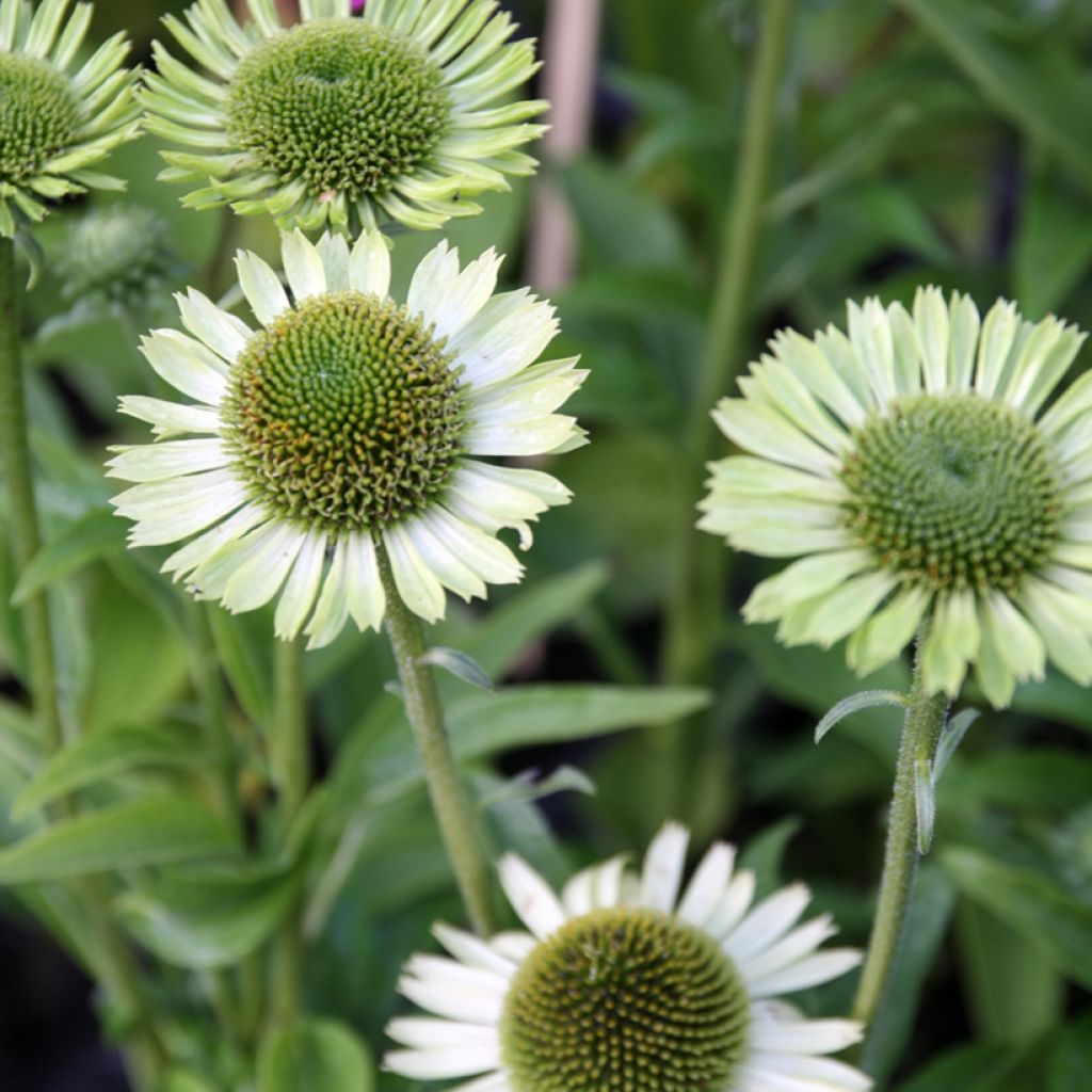 Echinacea Green Jewel
