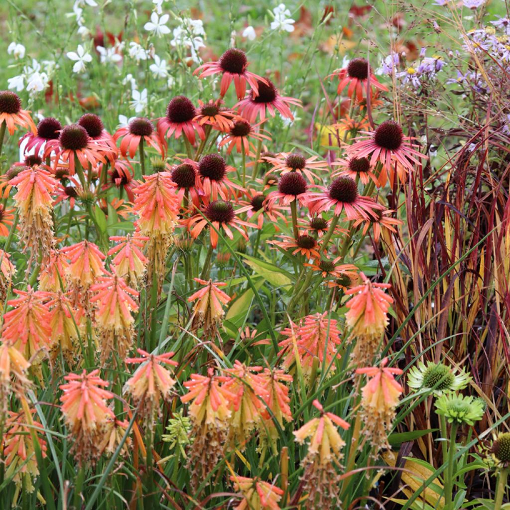 Echinacea Orange Skipper - Echinacée