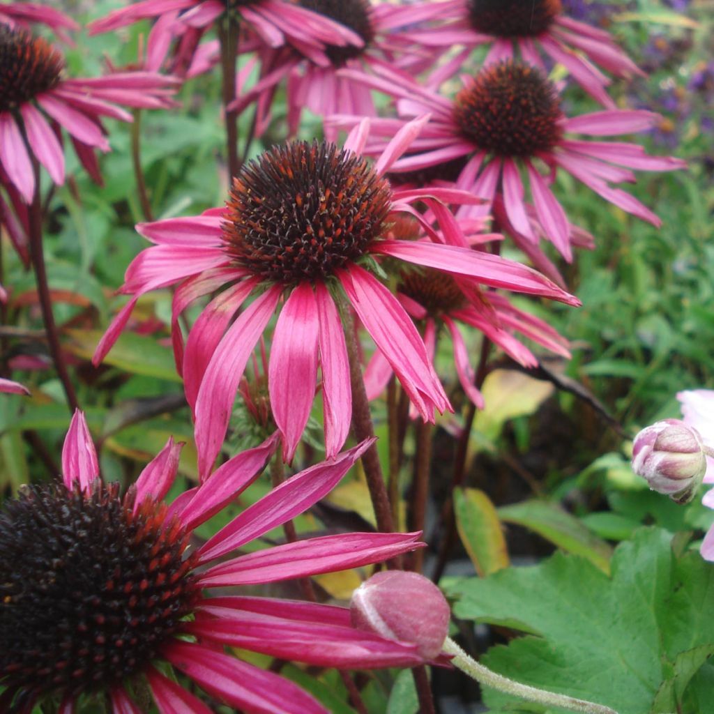 Echinacea purpurea Pica Bella - Rudbeckia pourpre