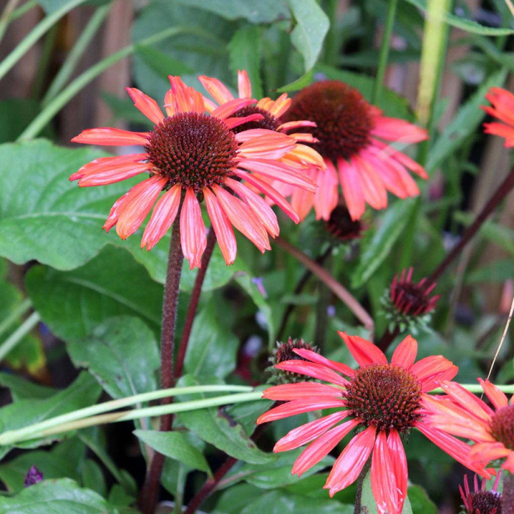 Echinacea SunSeekers Orange