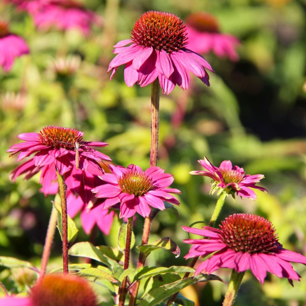 Echinacea purpurea Pow Wow Wild Berry - Echinacée