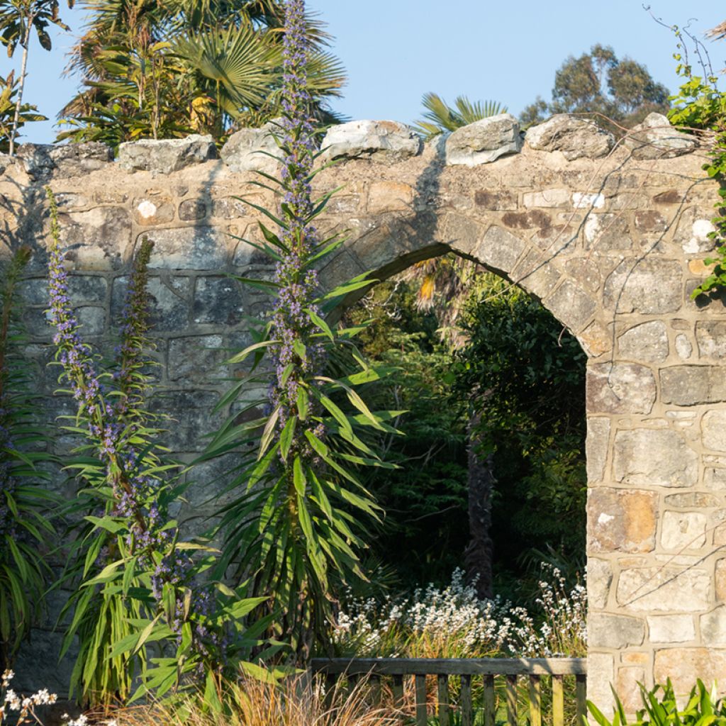 Graines d'Echium pininana - Vipérine des Canaries