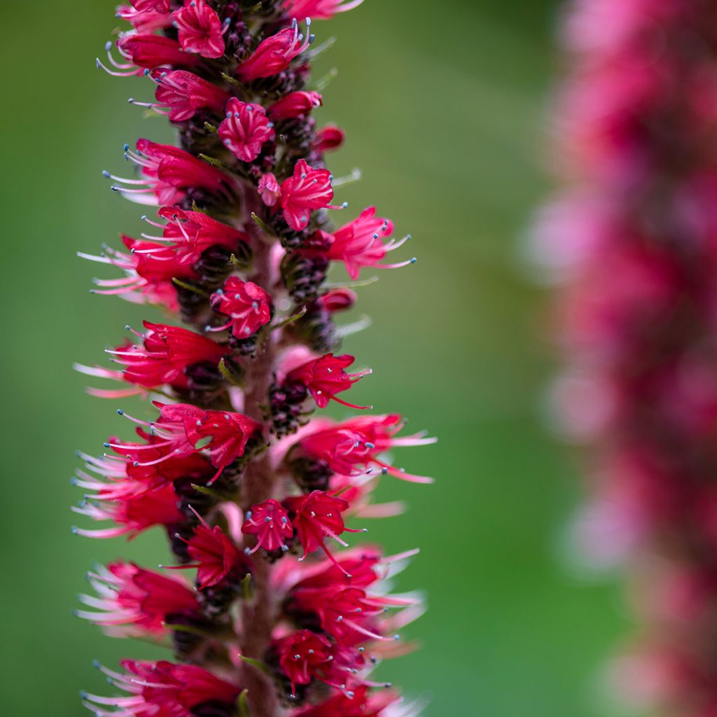 Echium russicum - Vipérine de Russie