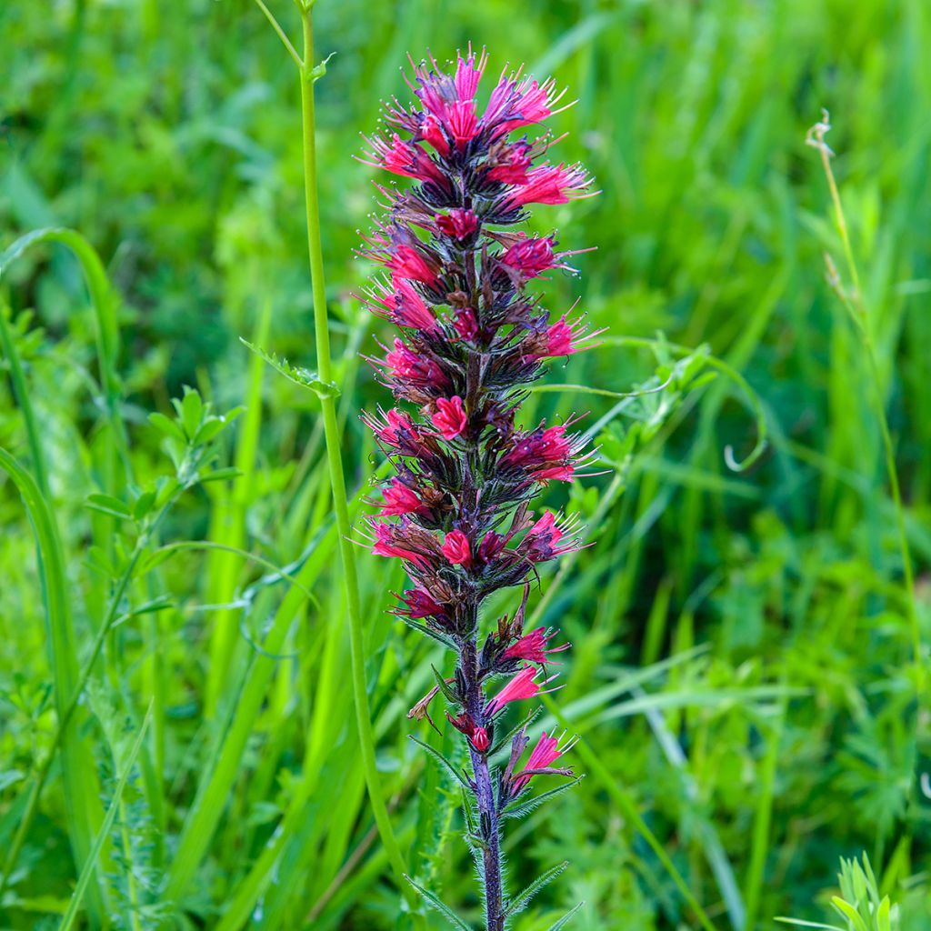 Echium russicum - Vipérine de Russie