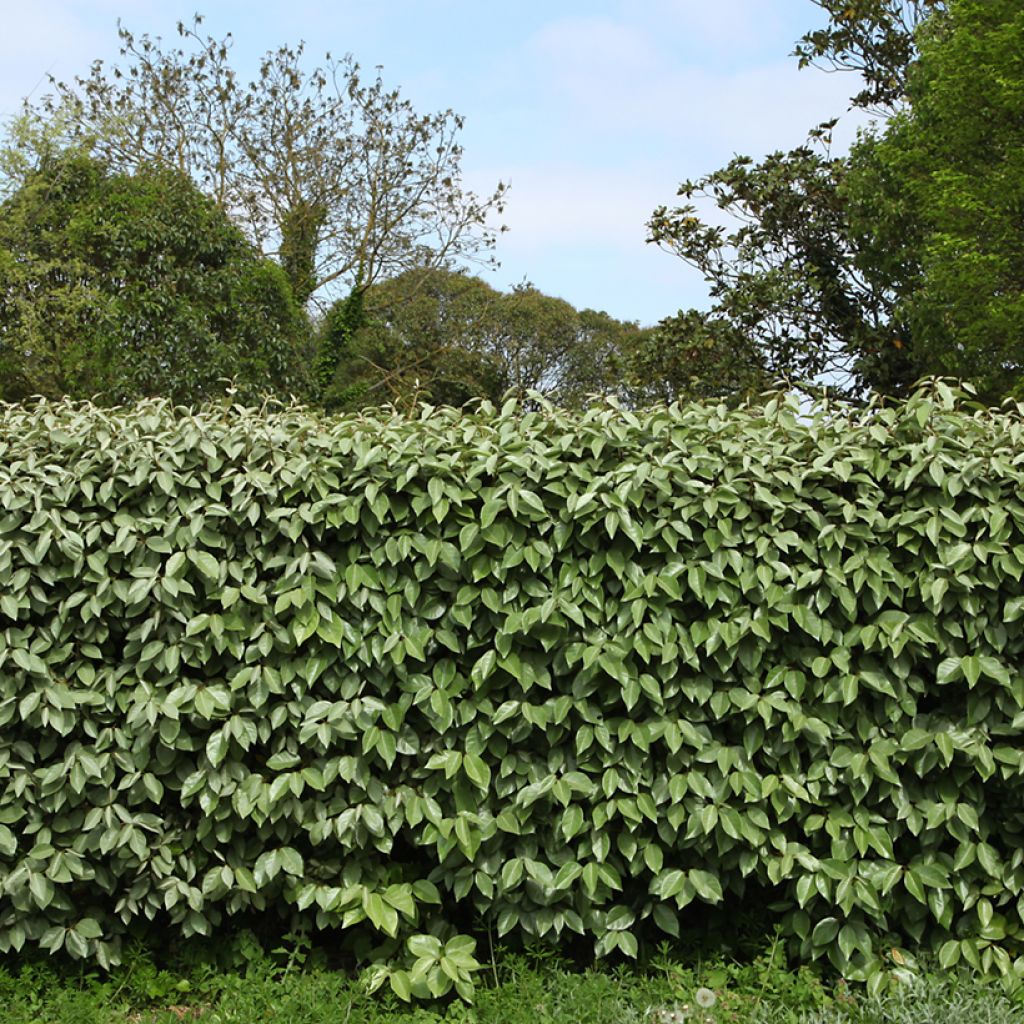Elaeagnus ebbingei - Chalef de Ebbing