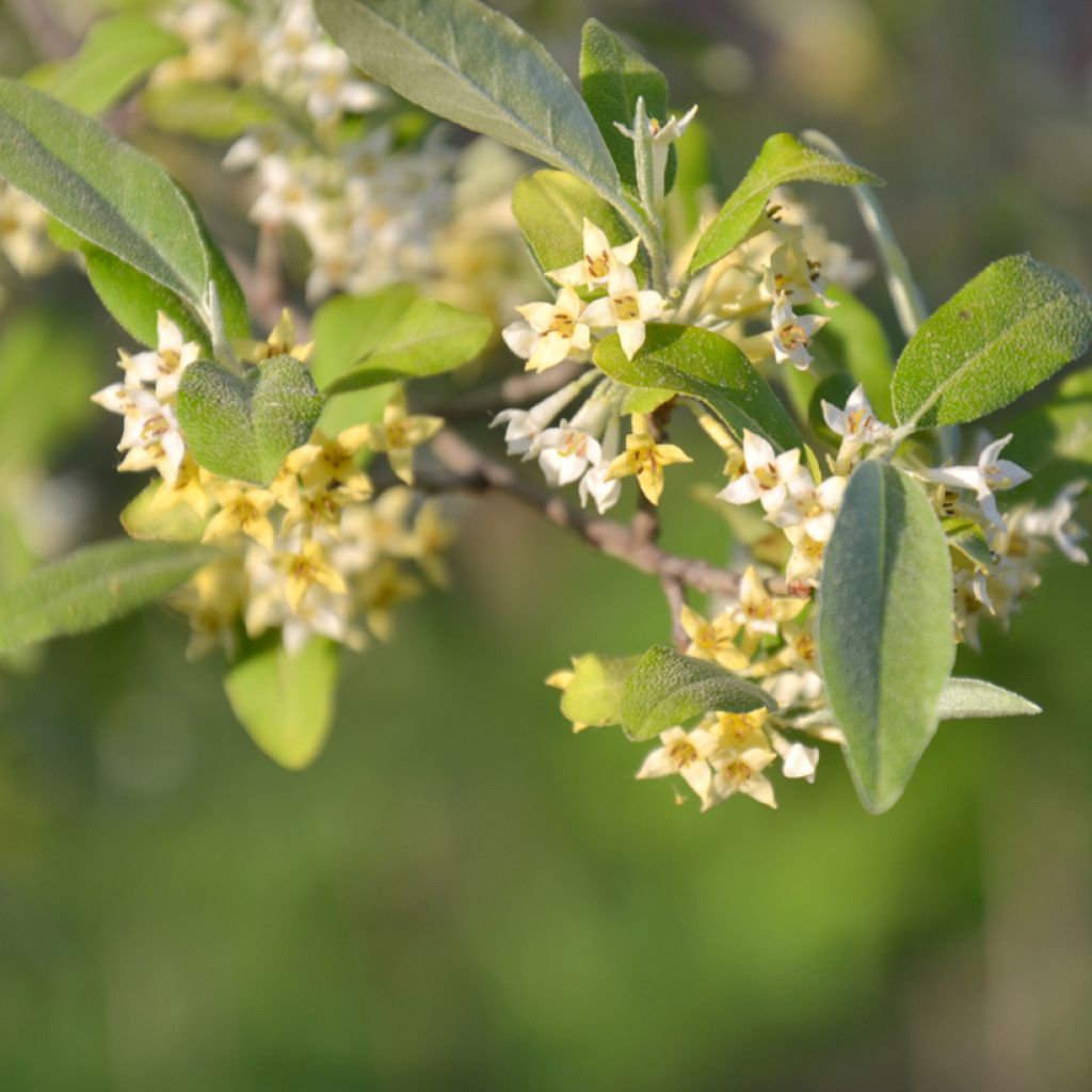 Groselha-dos-açores Amoroso - Elaeagnus umbellata