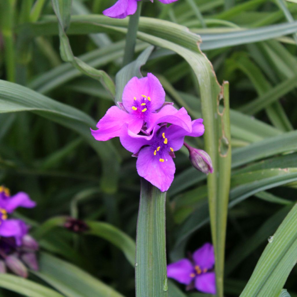 Ephémère de Virginie - Tradescantia andersonina Concord Grape
