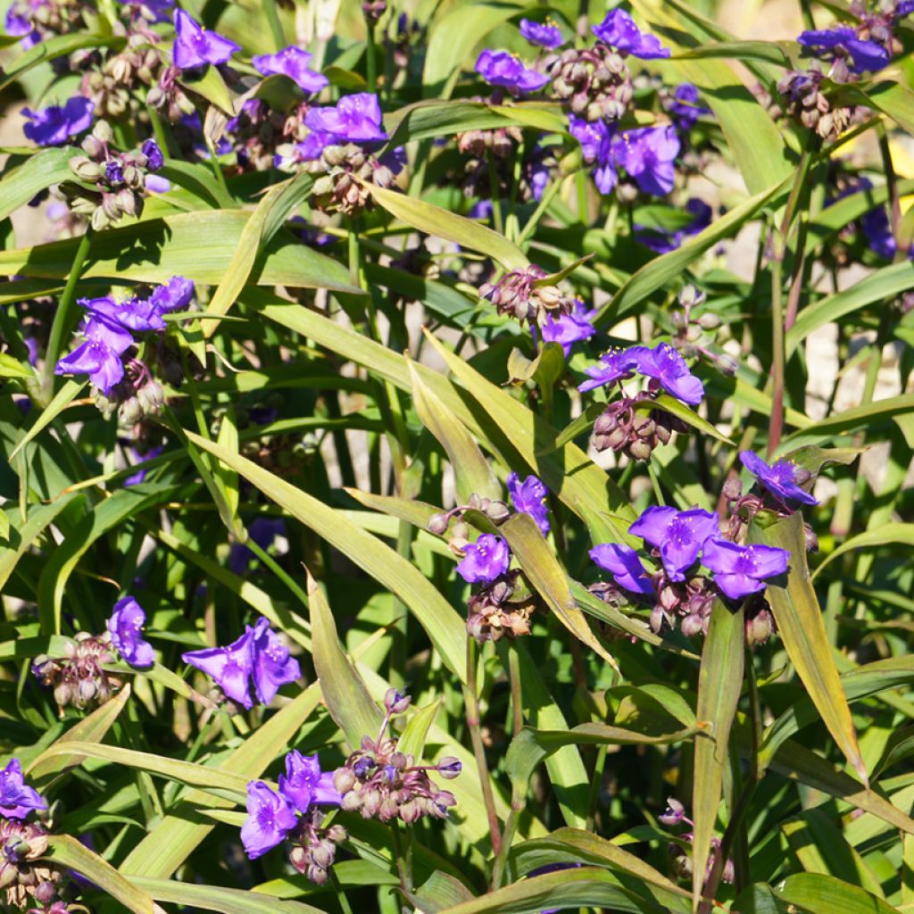 Ephémère de Virginie - Tradescantia andersonina Concord Grape