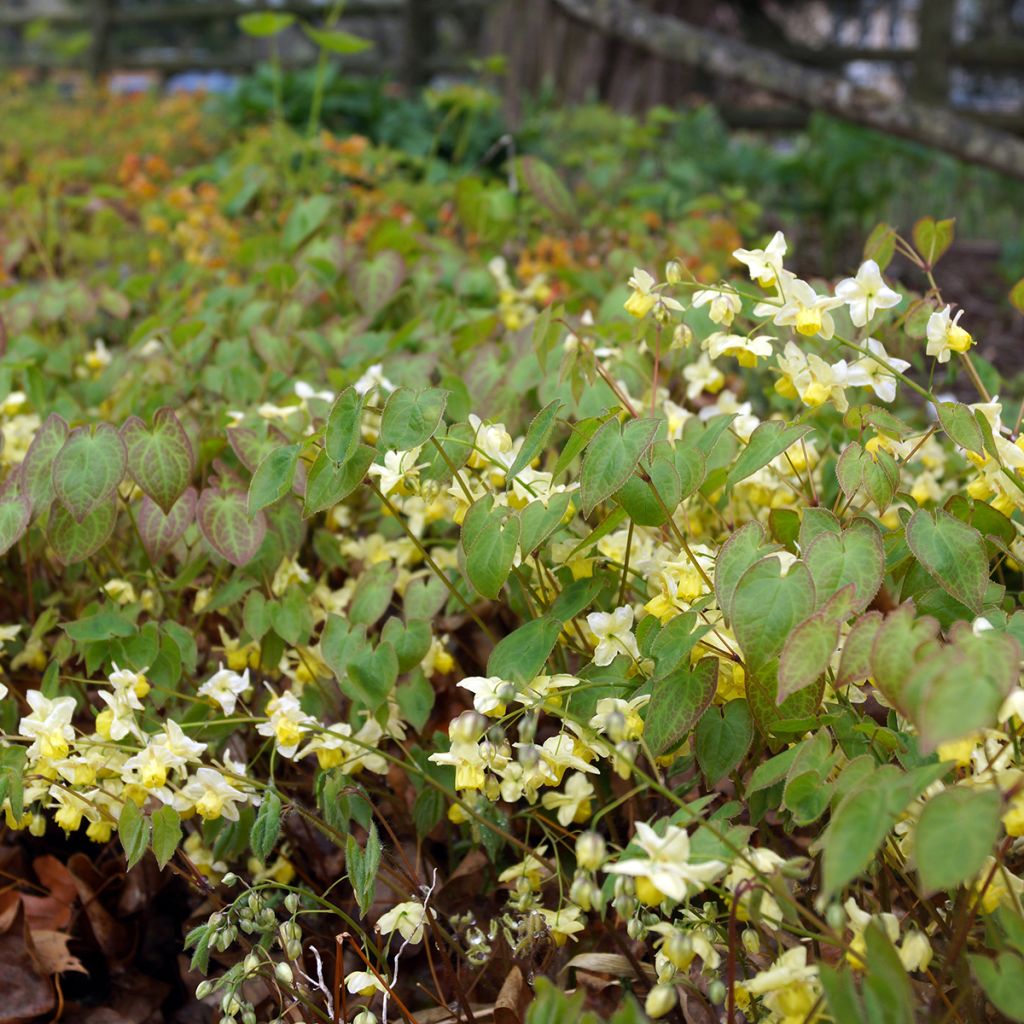 Epimedium x versicolor Sulphureum - Fleur des Elfes