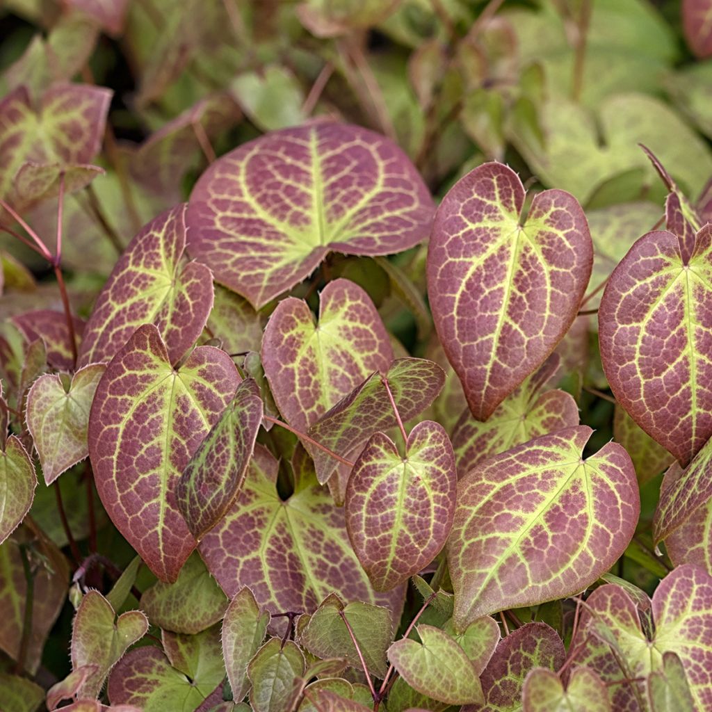 Epimedium x versicolor Sulphureum - Fleur des Elfes