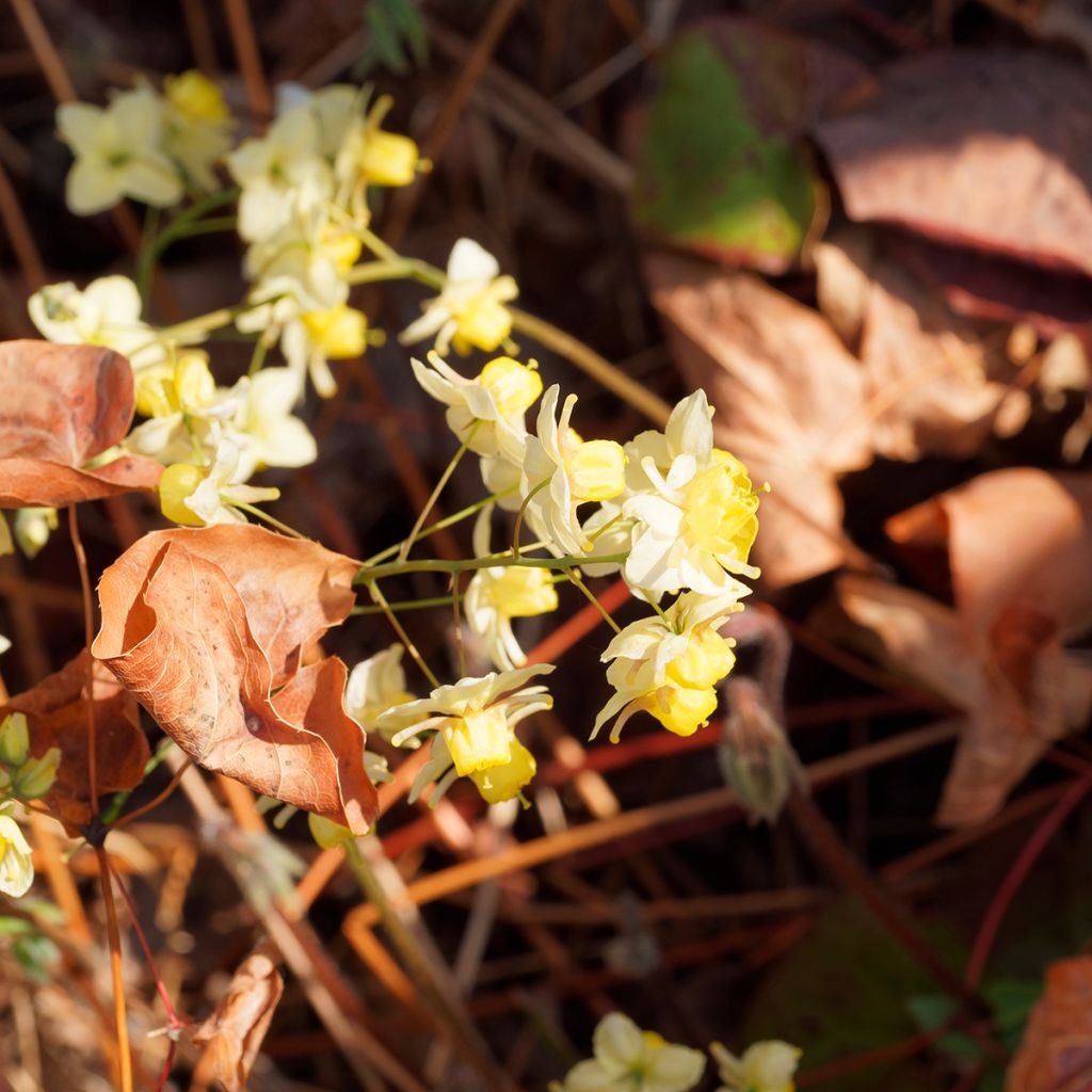 Epimedium x versicolor Sulphureum - Fleur des Elfes