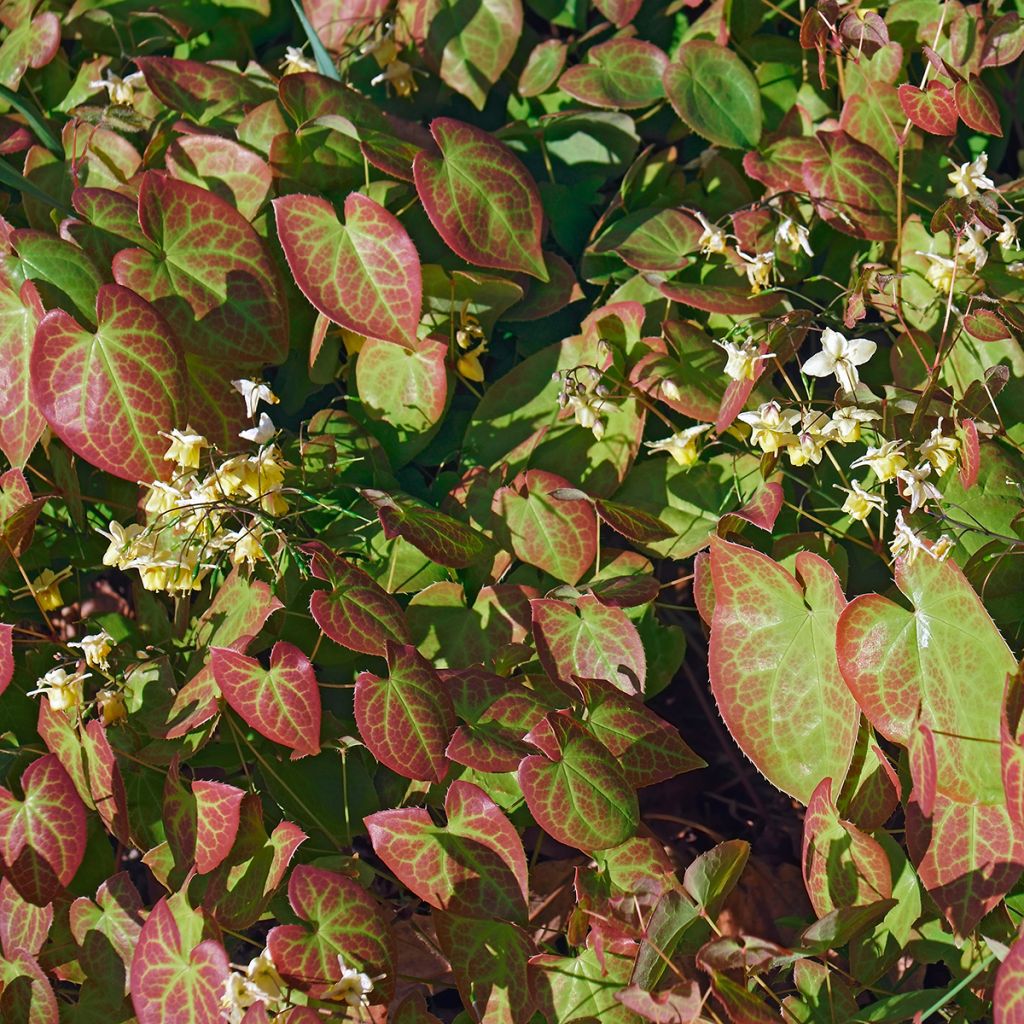 Epimedium x versicolor Sulphureum - Fleur des Elfes