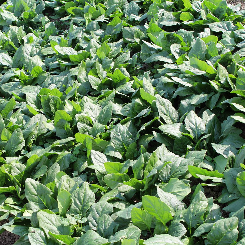 Espinafre Picasso F1