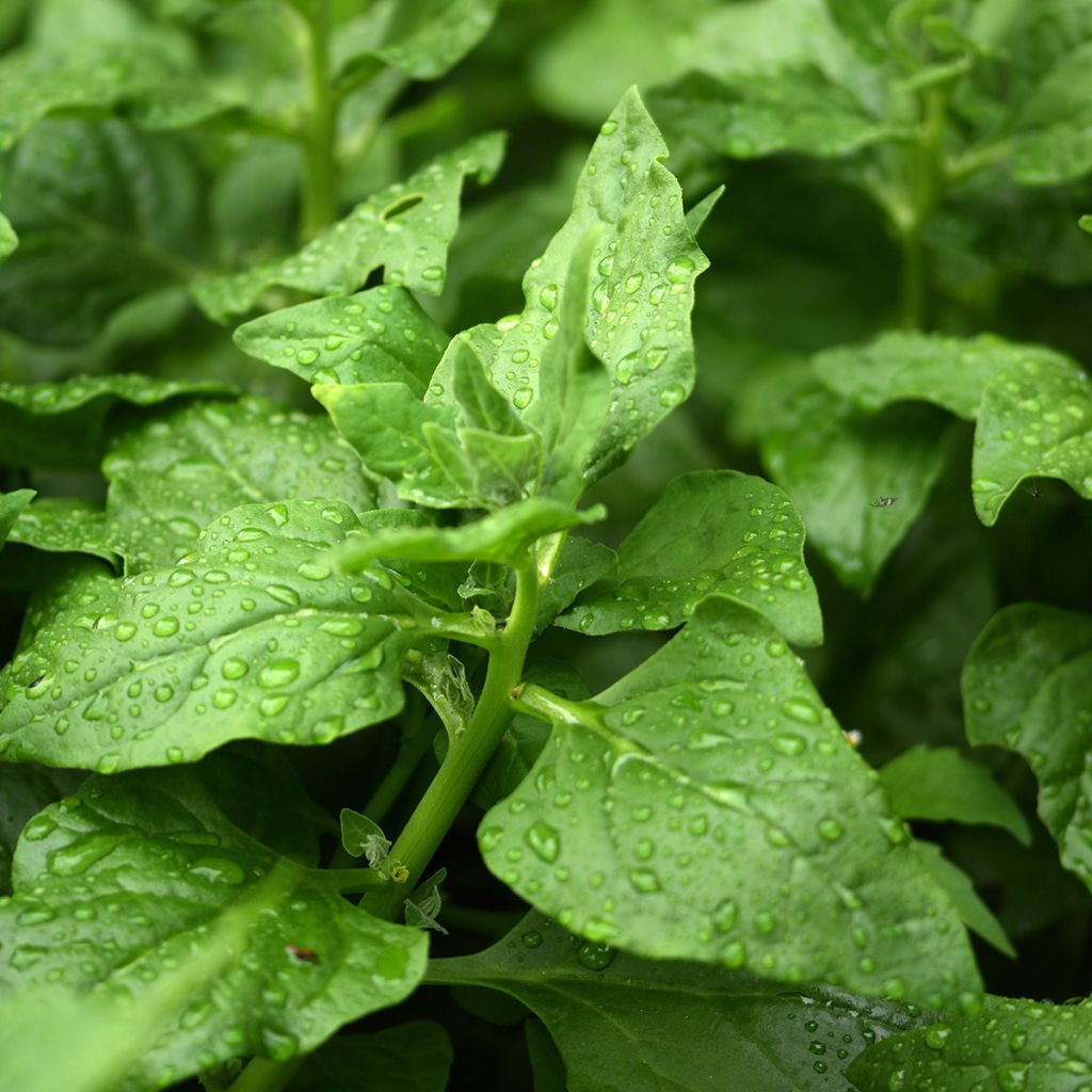 Espinafre-da-nova-zelândia - Tetragonia tetragonioides