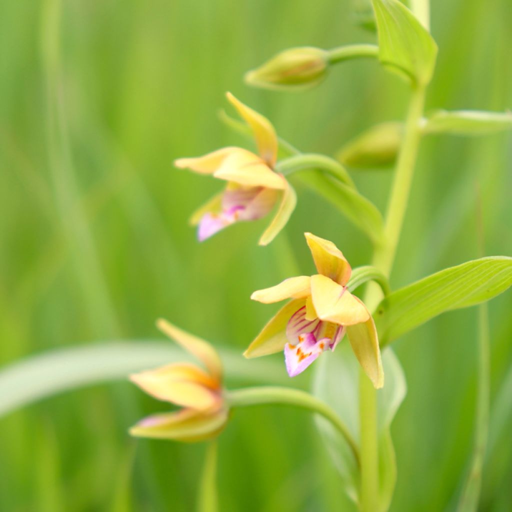 Epipactis thunbergii Yellow