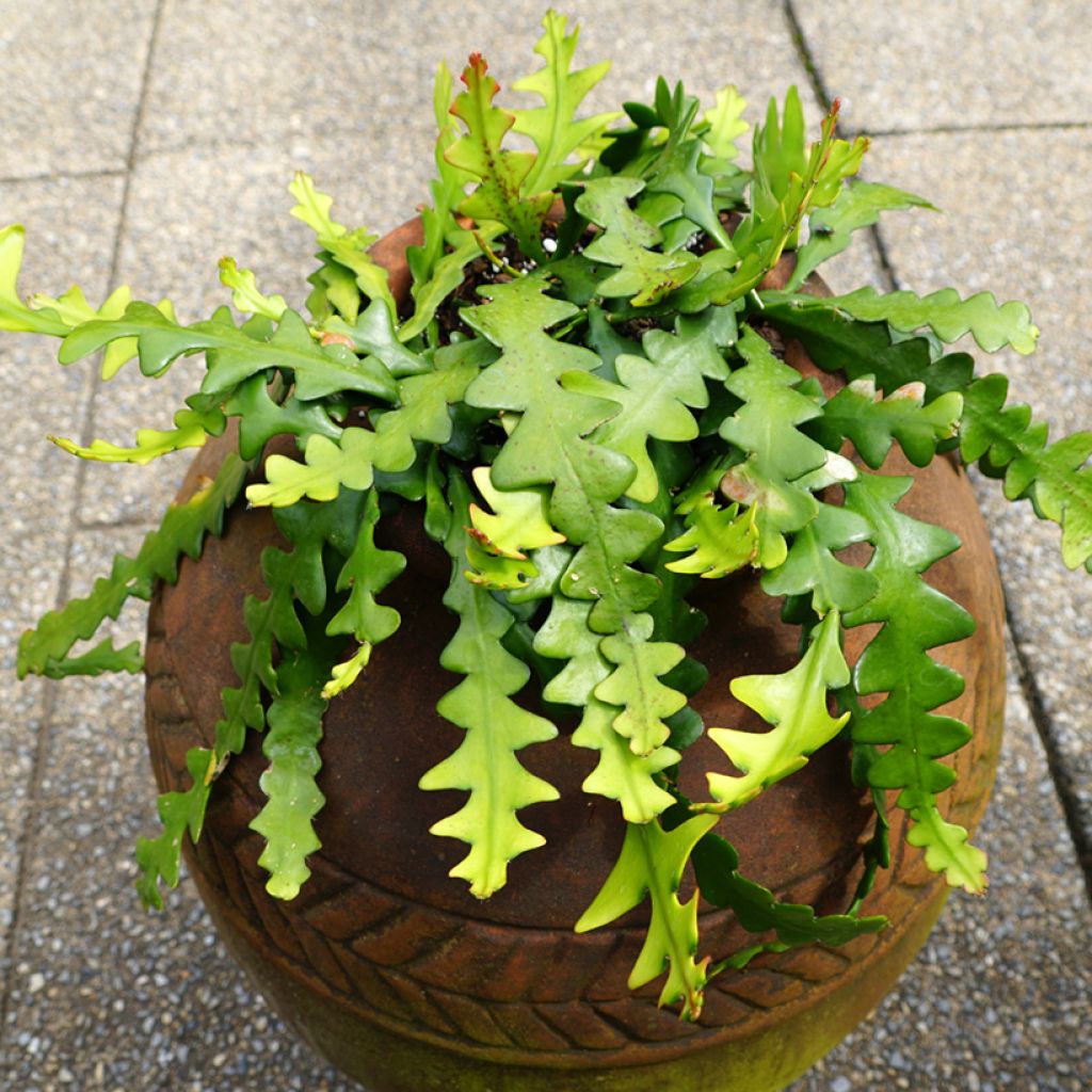 Epiphyllum anguliger - Cactus zig-zag