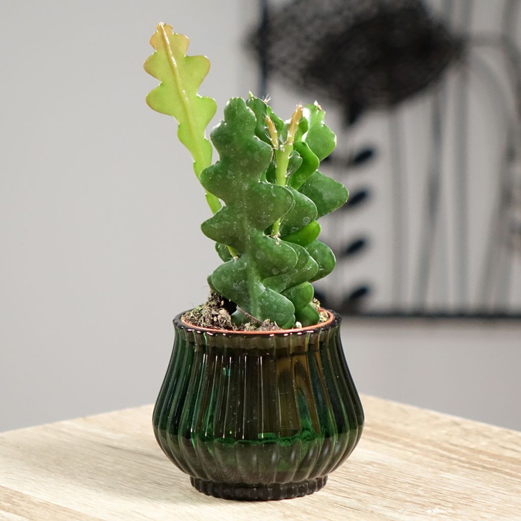 Epiphyllum anguliger - Cactus zig-zag