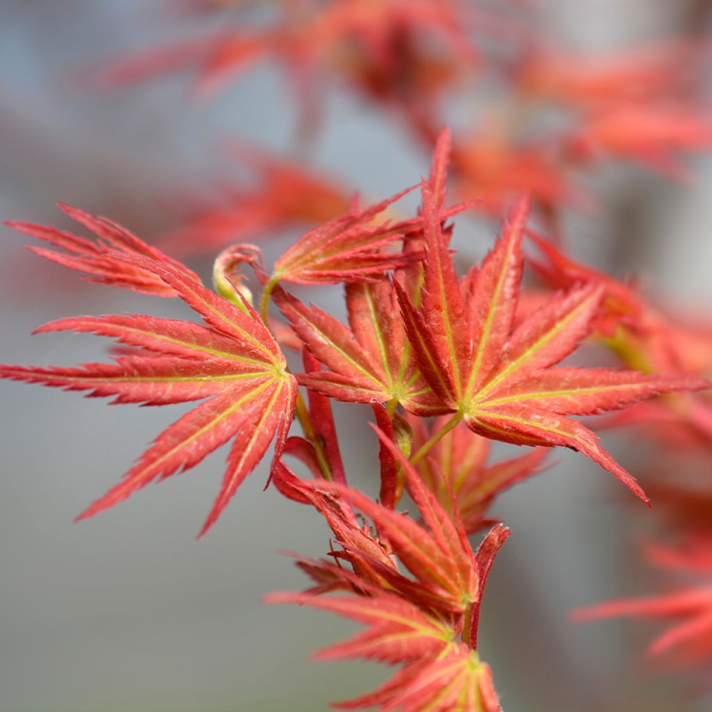 Ácer-do-japão Wilsons Pink Dwarf - Acer palmatum