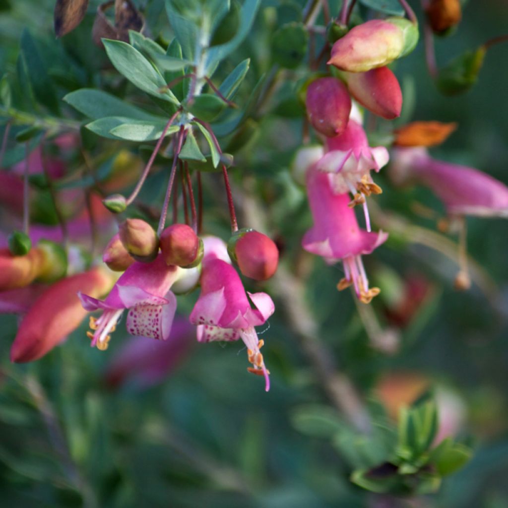 Eremophila maculata - Erémophile tacheté