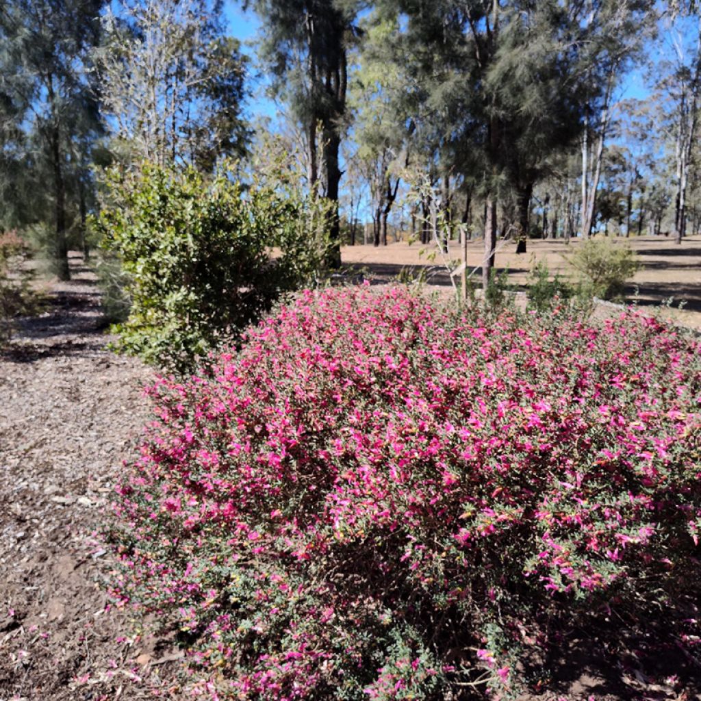 Eremophila maculata - Erémophile tacheté